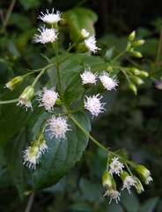 Ageratina havanensis