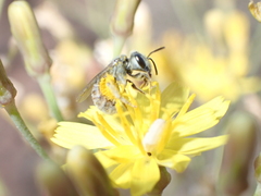 Halictus concinnus