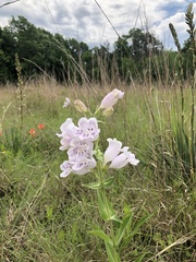 Penstemon cobaea