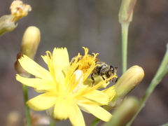 Halictus concinnus