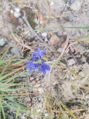 Codonorhiza elandsmontana