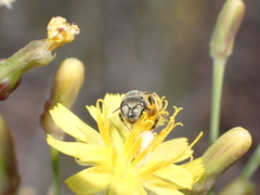 Halictus concinnus