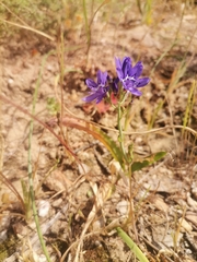 Codonorhiza elandsmontana