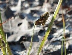 Hesperia attalus slossonae