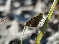 Hesperia attalus slossonae