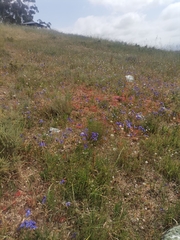 Codonorhiza elandsmontana