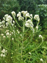 Pseudognaphalium viscosum