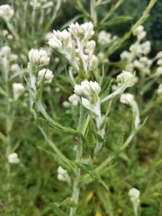 Pseudognaphalium viscosum