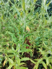 Pseudognaphalium viscosum