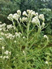 Pseudognaphalium viscosum