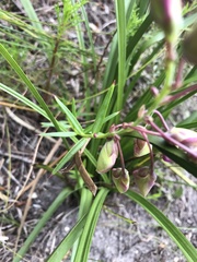 Polygala bracteolata