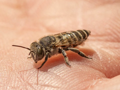 Eutricharaea