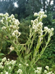 Pseudognaphalium viscosum