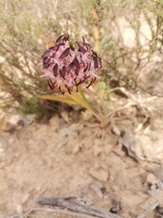 Pelargonium auritum auritum