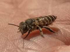 Eutricharaea