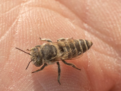 Eutricharaea