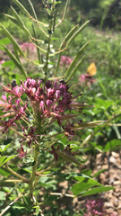 Polanisia dodecandra