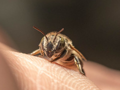 Eutricharaea