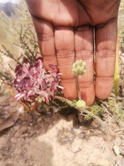Pelargonium auritum auritum
