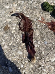 Saccharina latissima