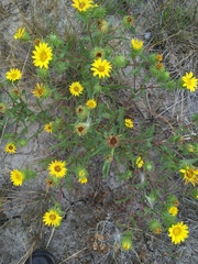 Grindelia integrifolia