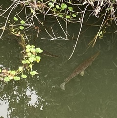 Lepisosteus platyrhincus