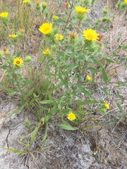 Grindelia integrifolia