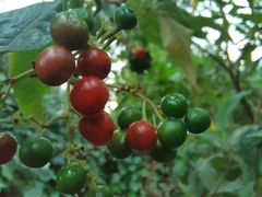 Solanum pubigerum