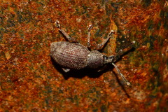 Otiorhynchus