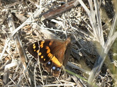Aeropetes tulbaghia