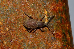 Otiorhynchus
