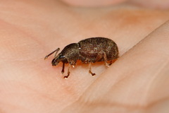 Otiorhynchus