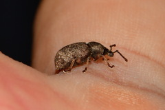 Otiorhynchus