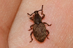 Otiorhynchus
