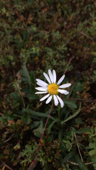 Leucanthemum