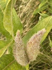 Asclepias speciosa