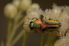 Buprestinae