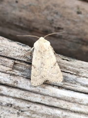 Dichagyris constanti