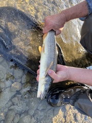 Ptychocheilus oregonensis