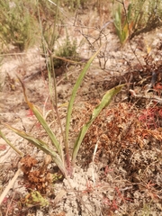 Cyanella hyacinthoides