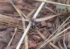 Coenoptychus pulcher