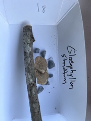 Gloeophyllum striatum