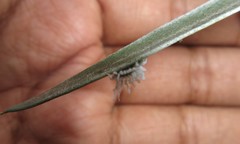 Cryptolaemus