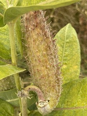 Asclepias speciosa