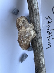 Gloeophyllum striatum