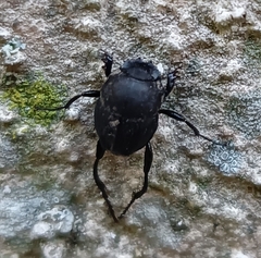 Sisyphus schaefferi schaefferi