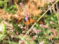 Acraea horta