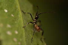 Leptoglossus chilensis