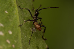 Leptoglossus chilensis