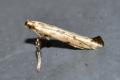 Caloptilia